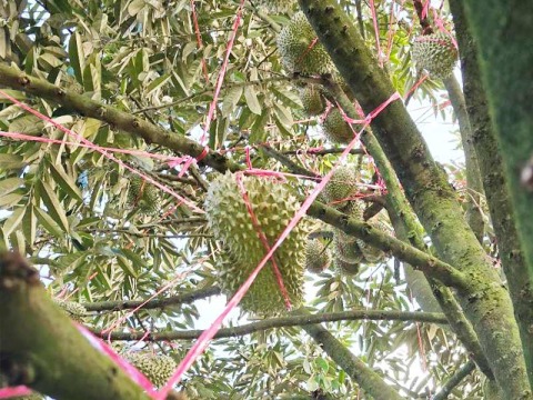 ขายส่งเชือกฟางโยงทุเรียน ทนแดด ทนฝน